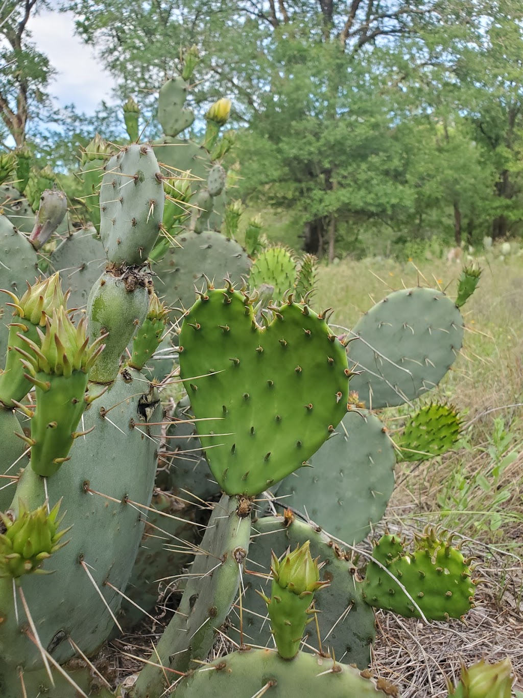 Berry Springs RV Park | 131 Market St, Georgetown, TX 78626, USA | Phone: (512) 864-2724