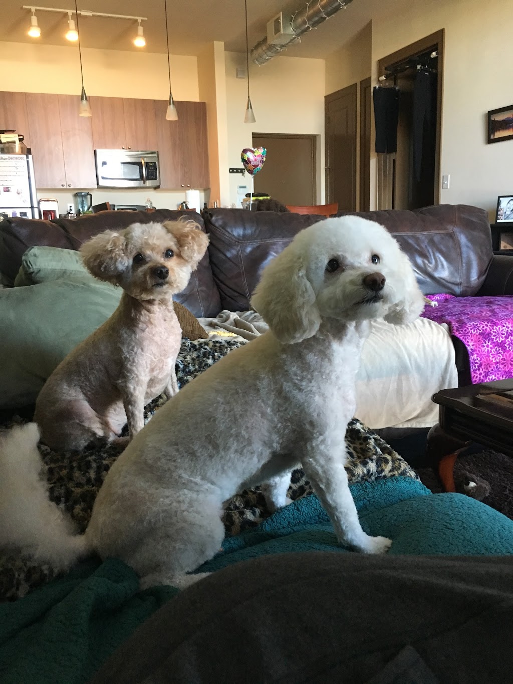 Mud Puppies | 12233 Ranch Rd 620 N #110A, Austin, TX 78750, USA | Phone: (512) 249-2498