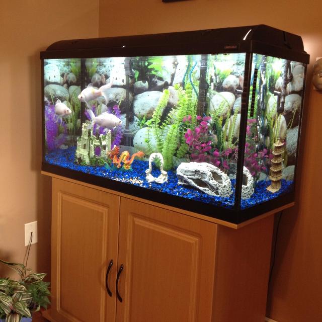 Southeastern Fish Tanks | 469 Isle of Pines Rd, Mooresville, NC 28117 | Phone: (704) 253-5322