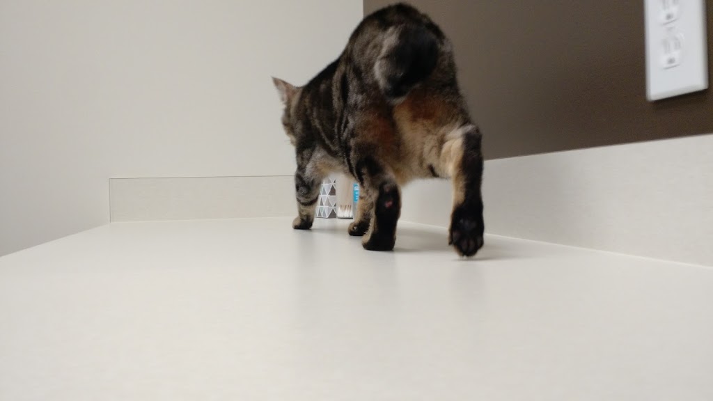 All About Cats Veterinary Hospital | 6501 132nd Ave NE, Kirkland, WA 98033, USA | Phone: (425) 636-8201