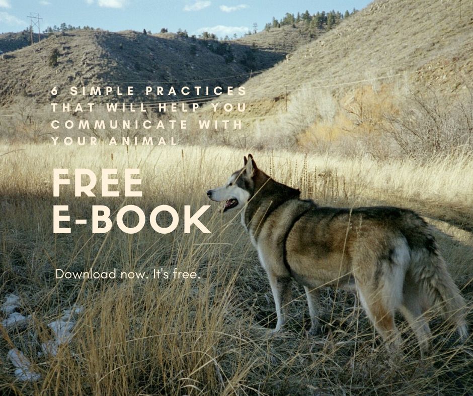 Two Bear Healing Arts | Animal Communication + Reiki | 664 Sierra Vista Ln, Valley Cottage, NY 10989, USA | Phone: (845) 512-8389