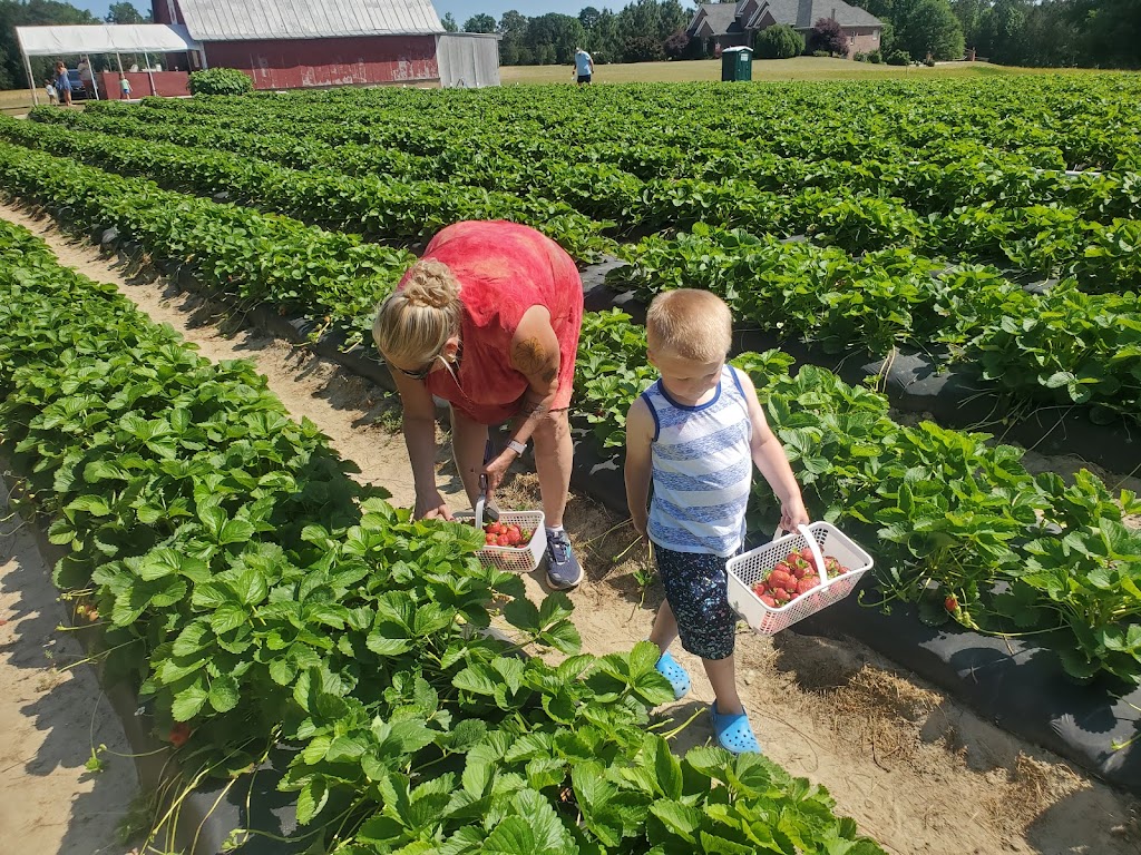 Barry’s Strawberry Farm | Cox Mill Rd, Sanford, NC 27332, USA | Phone: (919) 258-3606