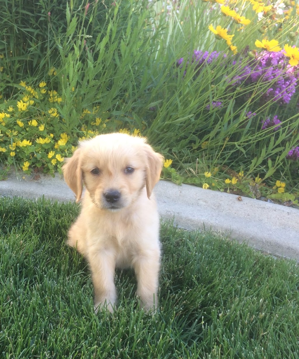 Eastgate Pet Clinic | 626 E Boise Ave, Boise, ID 83706, USA | Phone: (208) 336-3278