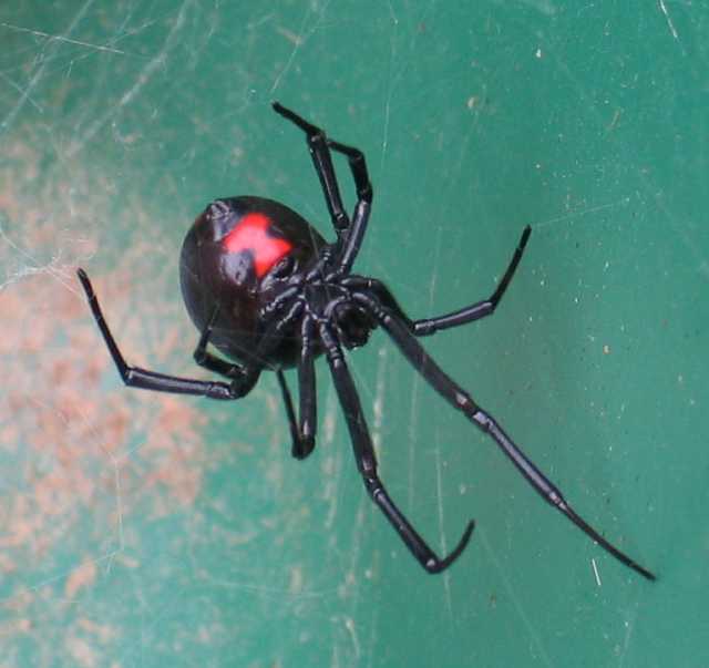 Xtreme pest control | 332 Emerald Acres St, El Paso, TX 79928, USA | Phone: (915) 525-8604