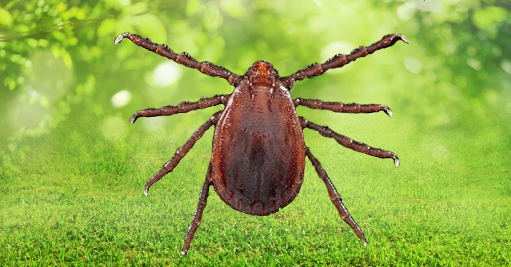 NJ Pest Control | 196 US-206, Flanders, NJ 07836, USA | Phone: (877) 465-7378