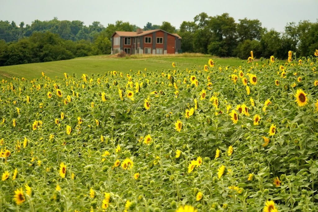 Schwirian Farm Sunflower Fields | 4511 Hollow Rd, Elizabeth, PA 15037, USA | Phone: (412) 445-2257