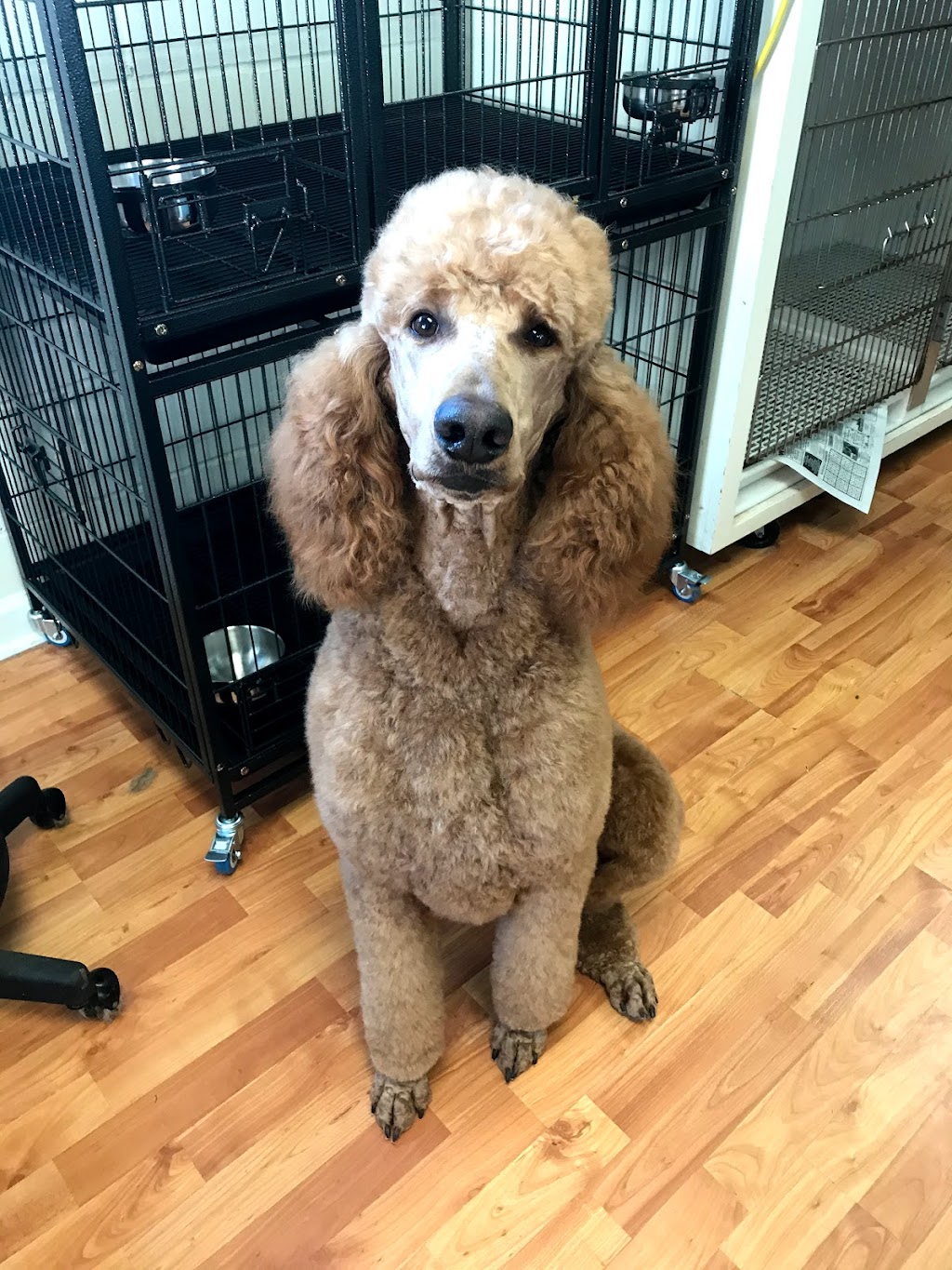 Southern Star Pet Grooming and Boarding | 10390 AL-259, Alexander City, AL 35010, USA | Phone: (256) 215-5586