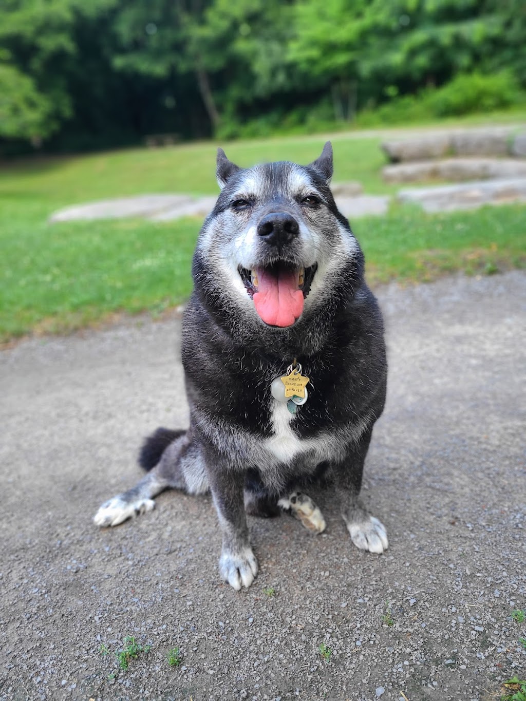 Akron Animal Hospital | 12638 Main St, Akron, NY 14001, USA | Phone: (716) 542-2208