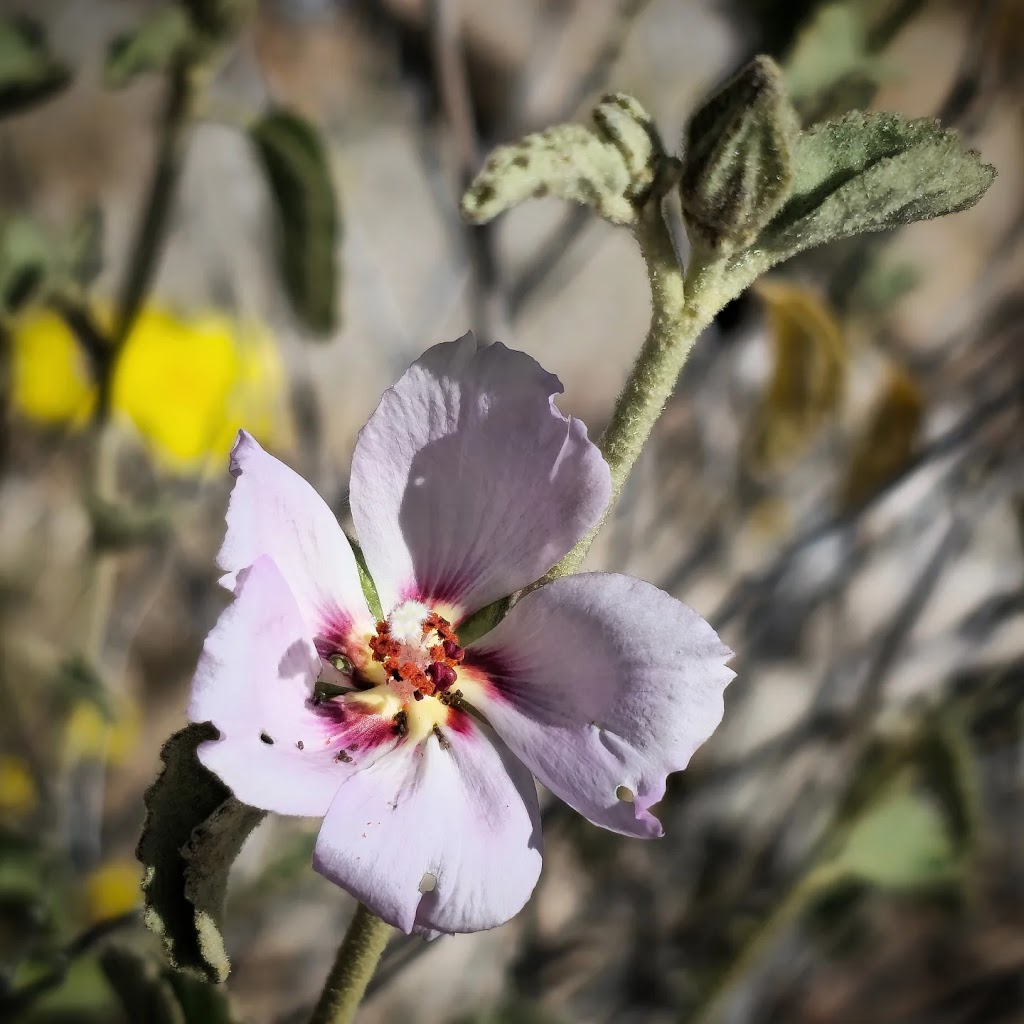 Anza-Borrego State Park Campground | 200 Palm Canyon Dr, Borrego Springs, CA 92004, USA | Phone: (760) 767-4037