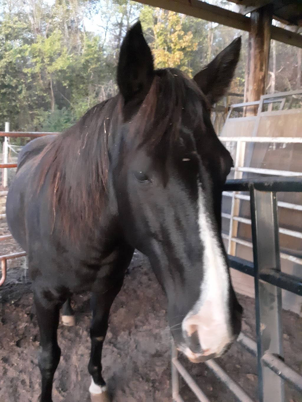 Rocky River Large Animal Veterinary Clinic | 1920 S Ridge Ave, Kannapolis, NC 28083, USA | Phone: (704) 933-1792