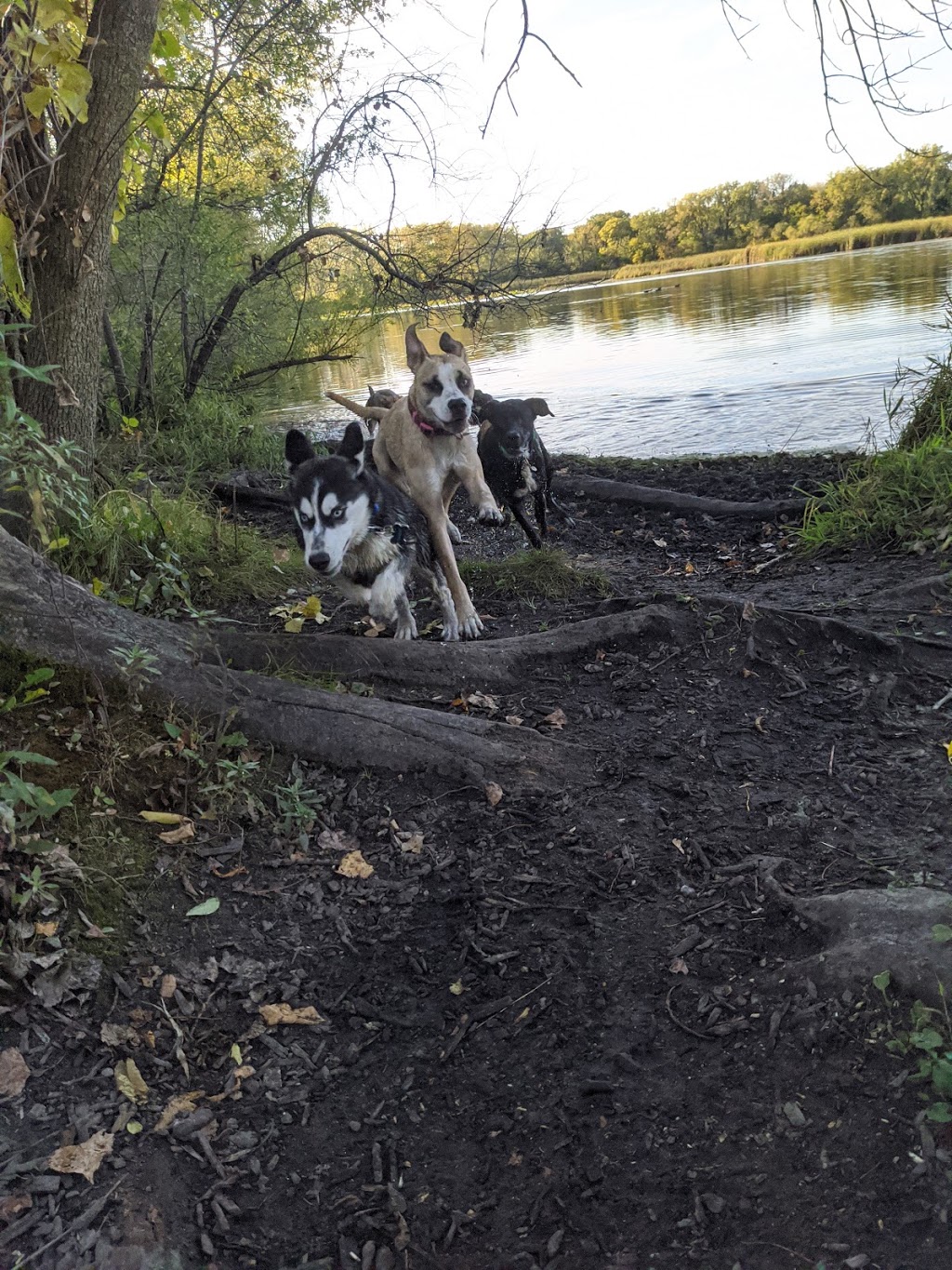 Warner Park Dog Park | 2301 Sheridan Dr, Madison, WI 53704, USA | Phone: (608) 266-4711