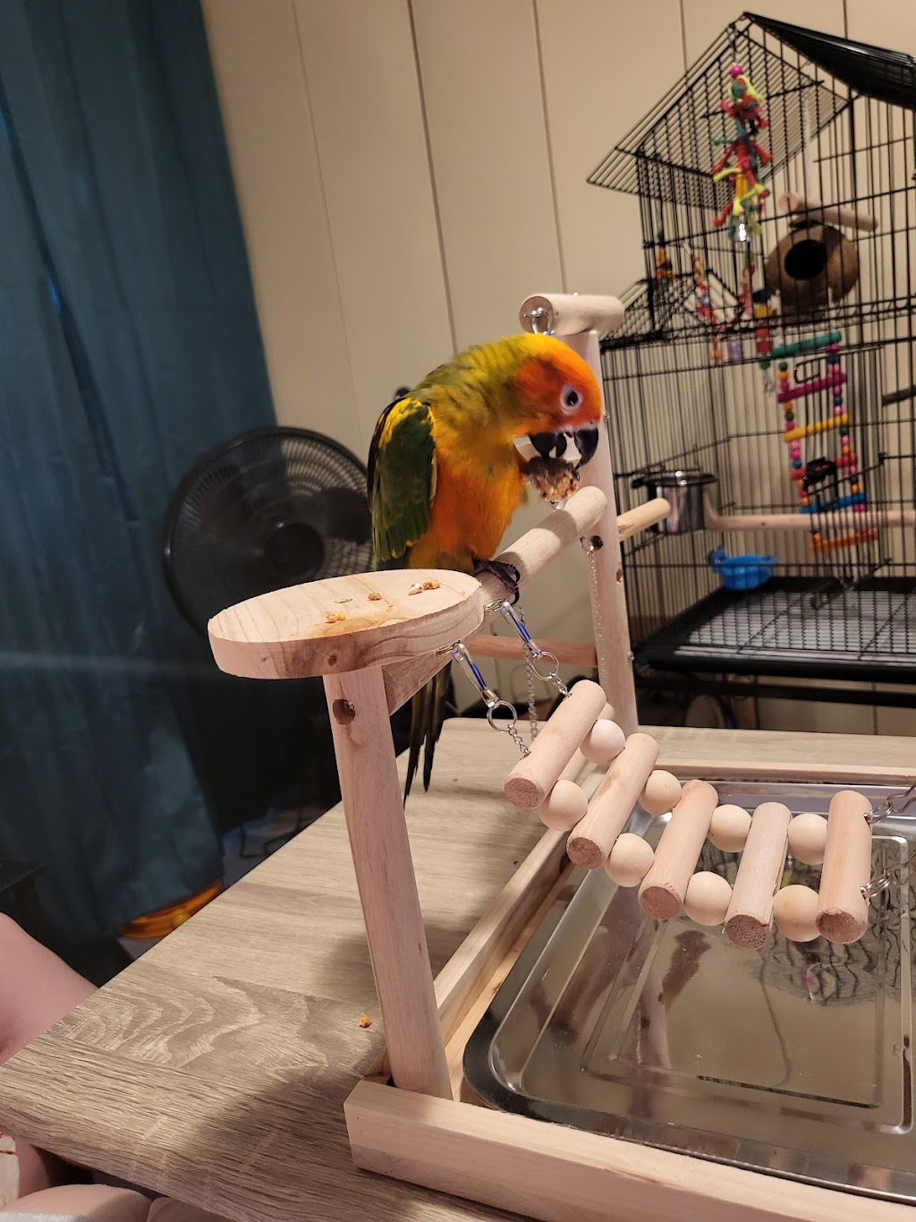 Parrots Nest And Pet Supplies | 4143 Richmond Rd, Irvine, KY 40336, USA | Phone: (859) 248-2584