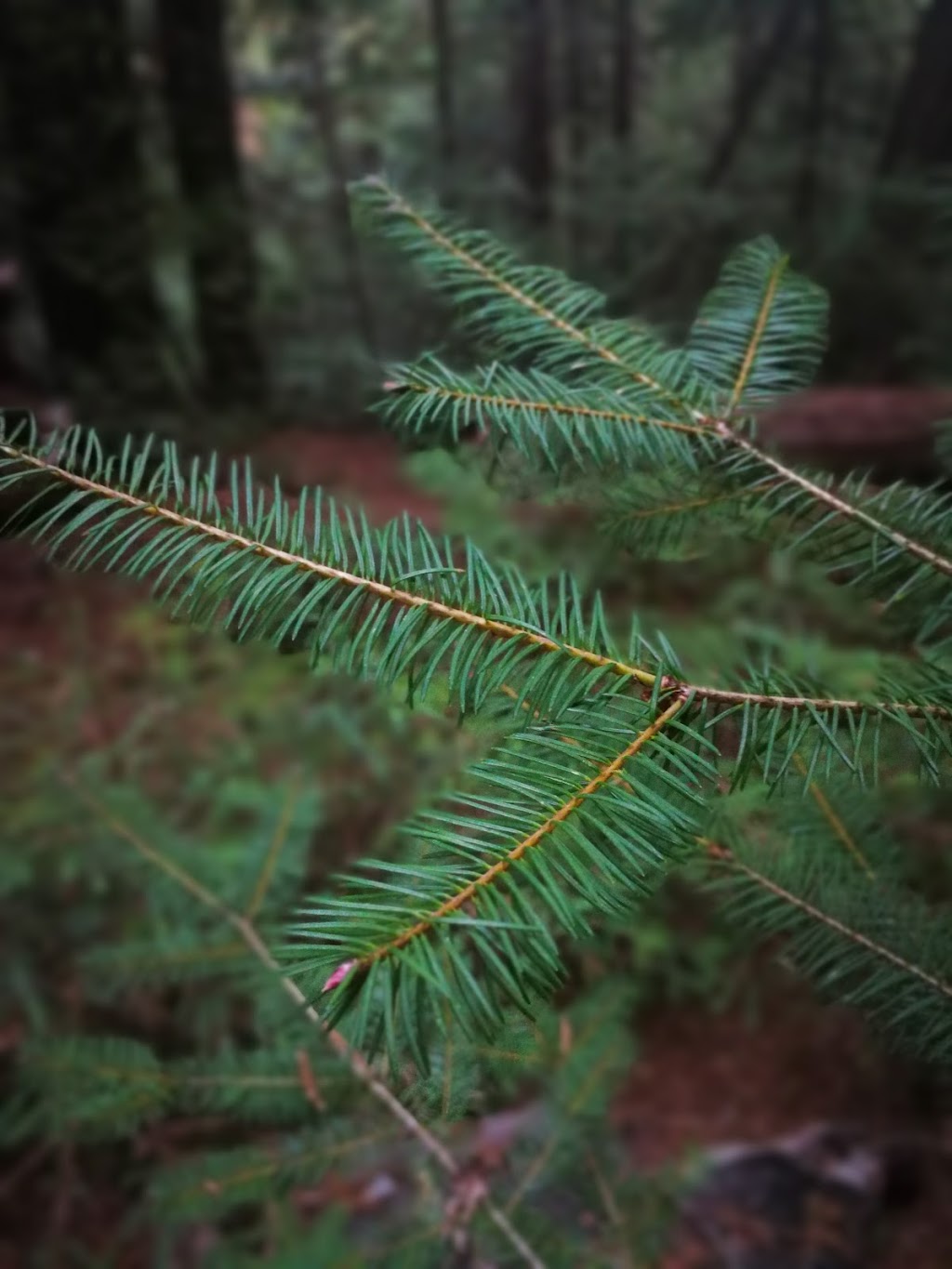 Waterman Gap Trail Camp | Skyline to the Sea Trail, Boulder Creek, CA 95006, USA | Phone: (831) 338-8861 Waterman Gap Trail Camp | Skyline to the Sea Trail, Boulder Creek, CA 95006, USA | Phone: (831) 338-8861
