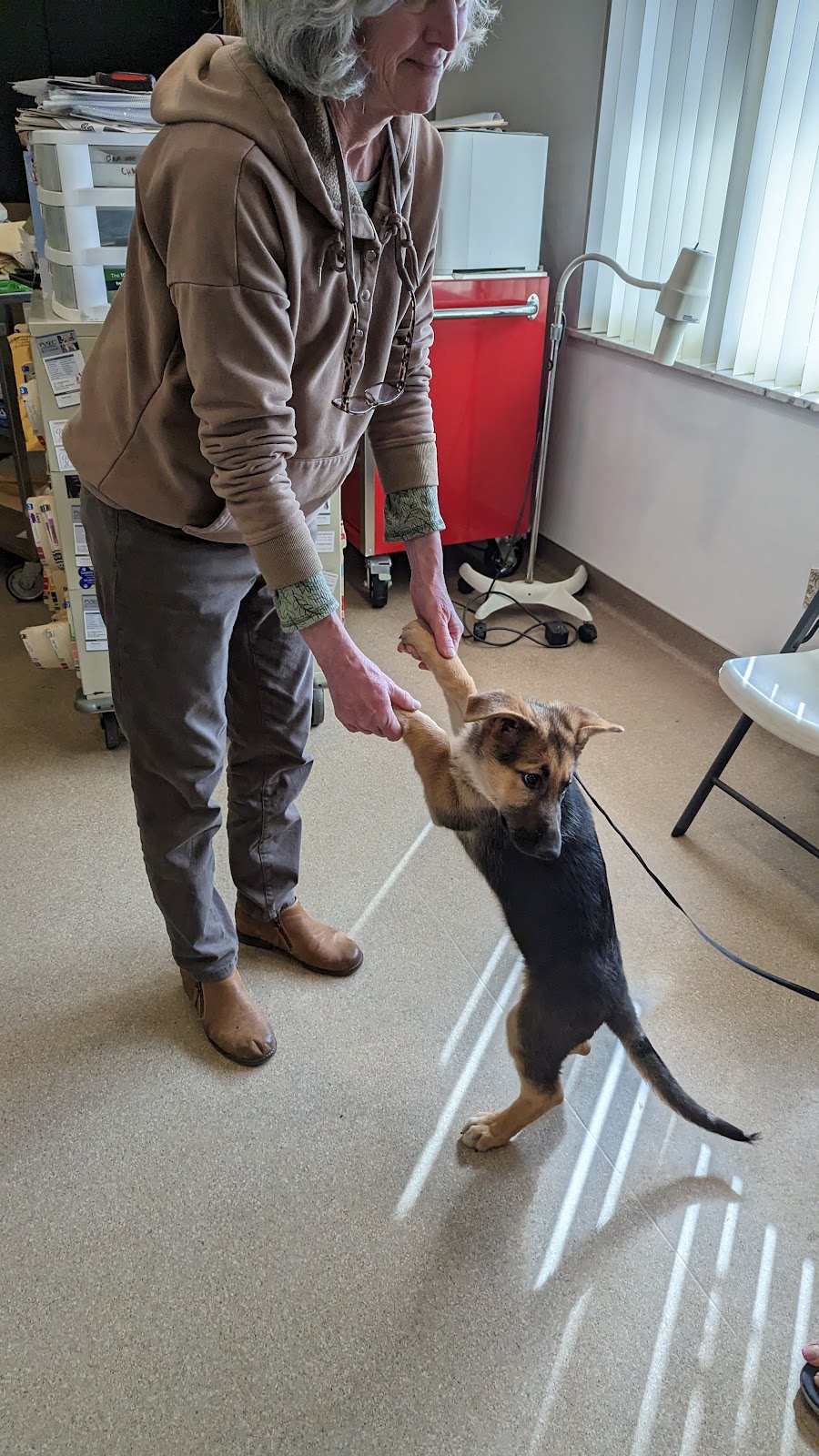 Toronto Veterinary Services | 1415 Franklin St, Toronto, OH 43964, USA | Phone: (740) 537-3057