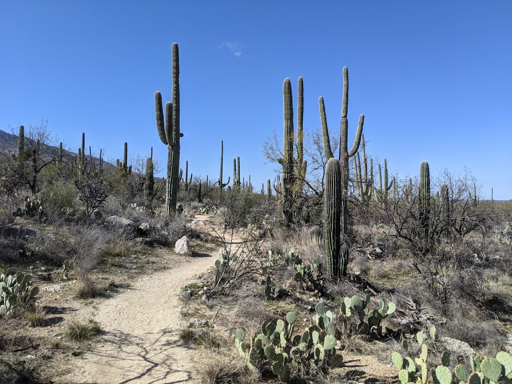 Douglas Spring Trailhead | 14306 E Speedway Blvd, Tucson, AZ 85748, USA | Phone: (520) 733-5153