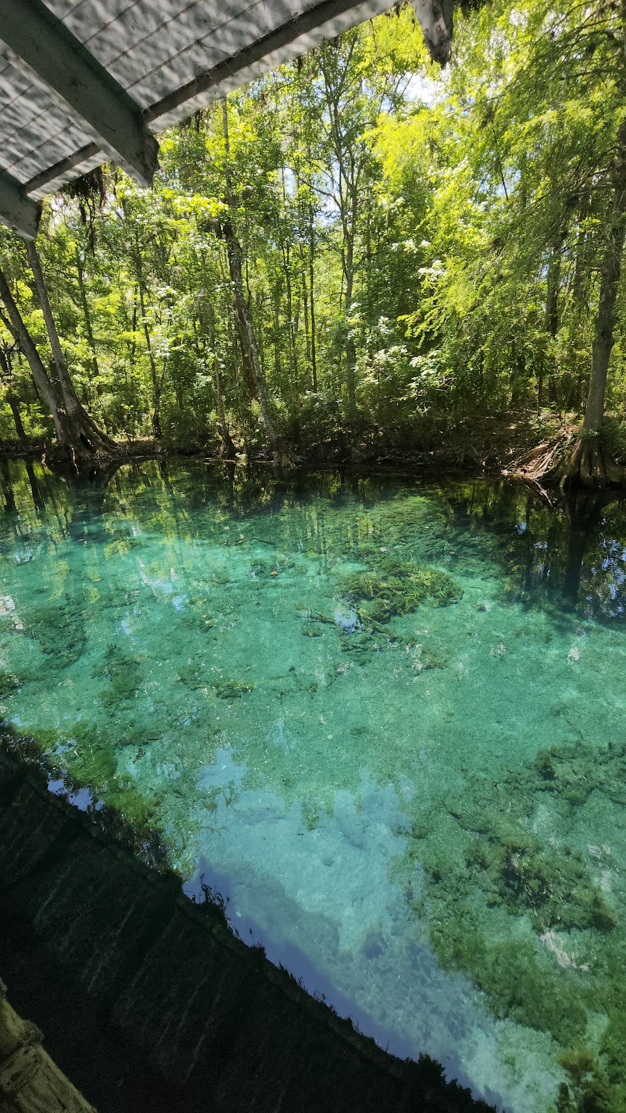 Ecoventure Tours | 5656 E Silver Springs Blvd, Silver Springs, FL 34488, USA | Phone: (352) 257-7259