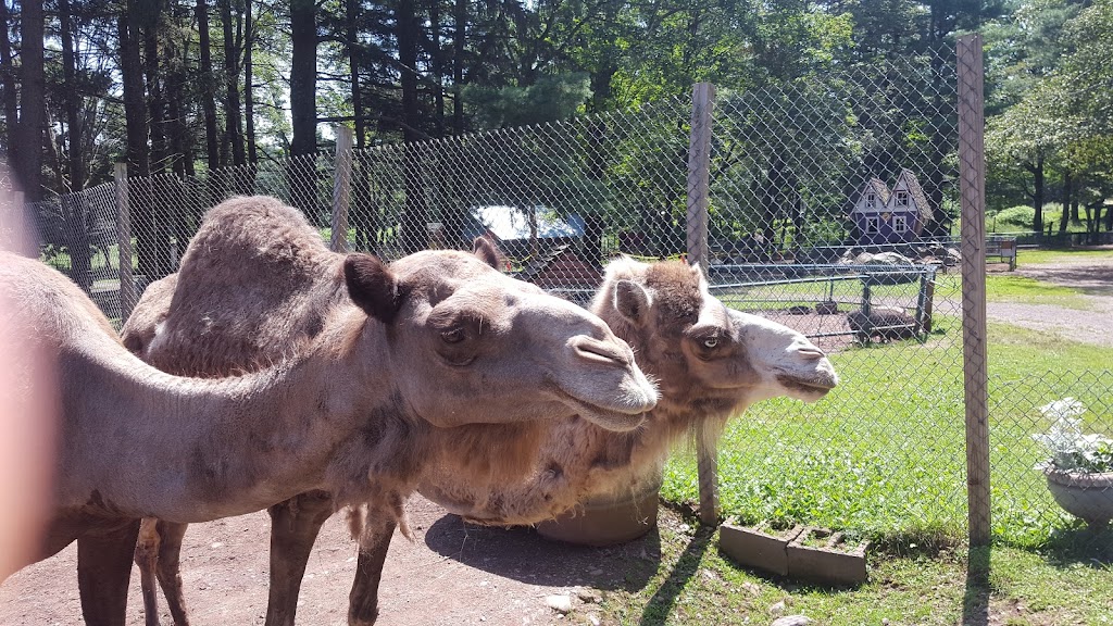 Bailiwick Animal Park and Riding Stables | 118 Castle Rd, Catskill, NY 12414, USA | Phone: (518) 678-5665