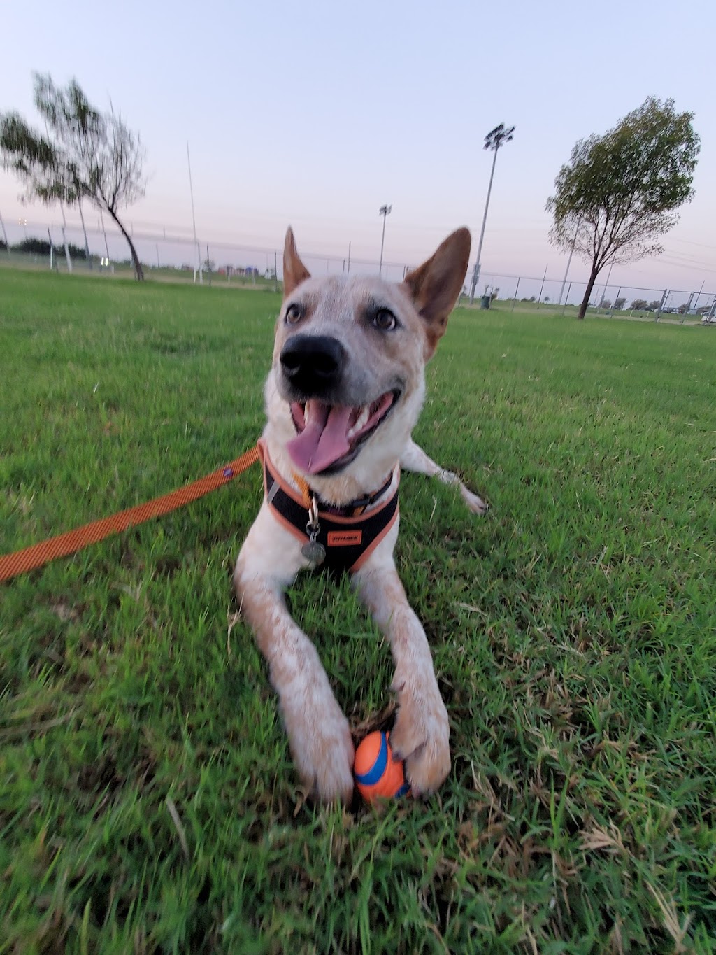 RJ Dog Park at Pecos Park | 17010 S 48th St, Phoenix, AZ 85048, USA | Phone: (602) 534-5252 RJ Dog Park at Pecos Park | 17010 S 48th St, Phoenix, AZ 85048, USA | Phone: (602) 534-5252