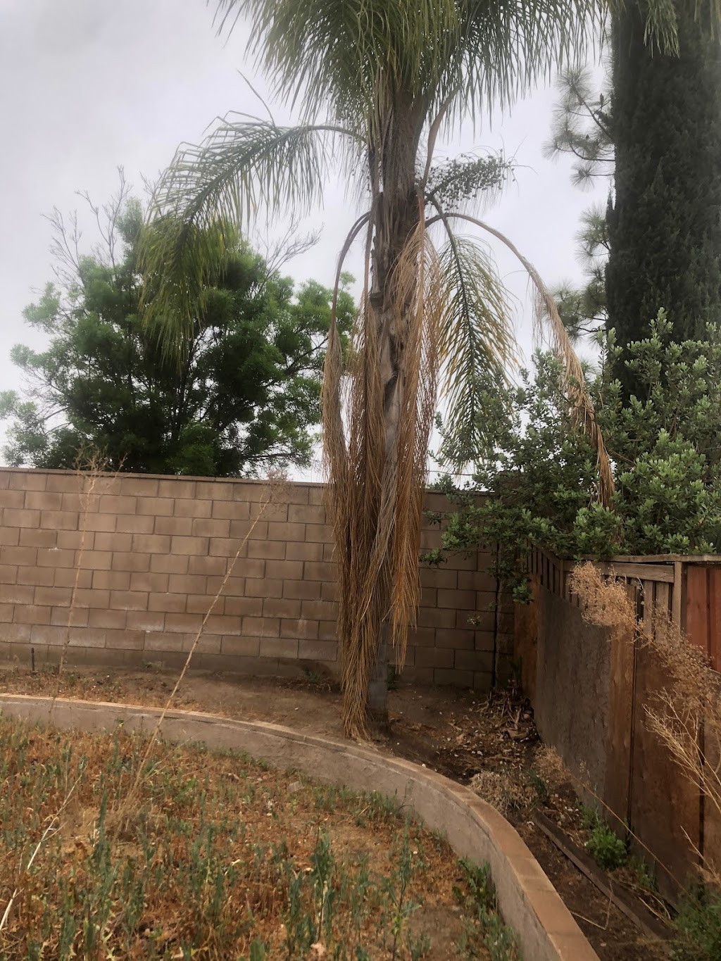 Felix landscaping & trees service maintenance | 870 Reeves Pl, Pomona, CA 91767, USA | Phone: (714) 866-1782