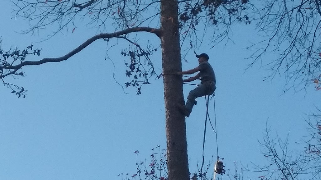 J&R TX TREE SERVICE | 18525 Deer Glen W Dr, Conroe, TX 77302, USA | Phone: (936) 443-4220