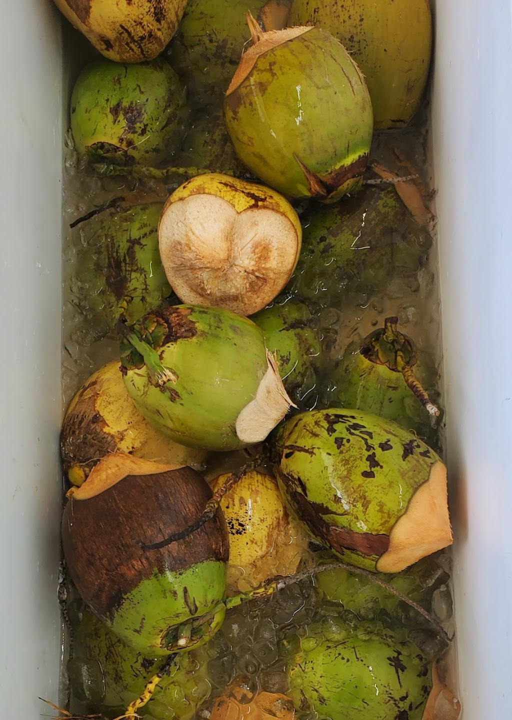 Platanos Power | 13438 US-19, Port Richey, FL 34667, USA | Phone: (727) 378-4214