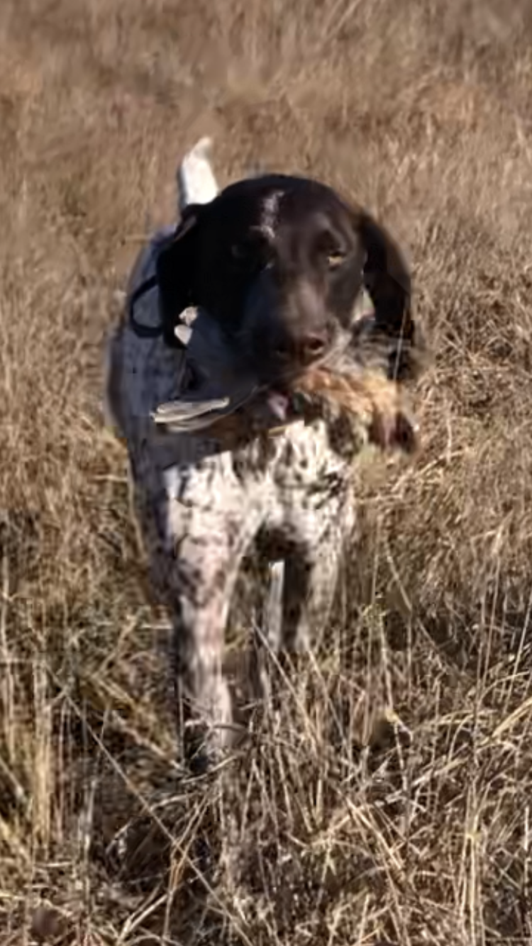 Upland Bird Hunting | Corsicana, TX 75109, USA | Phone: (903) 641-7196