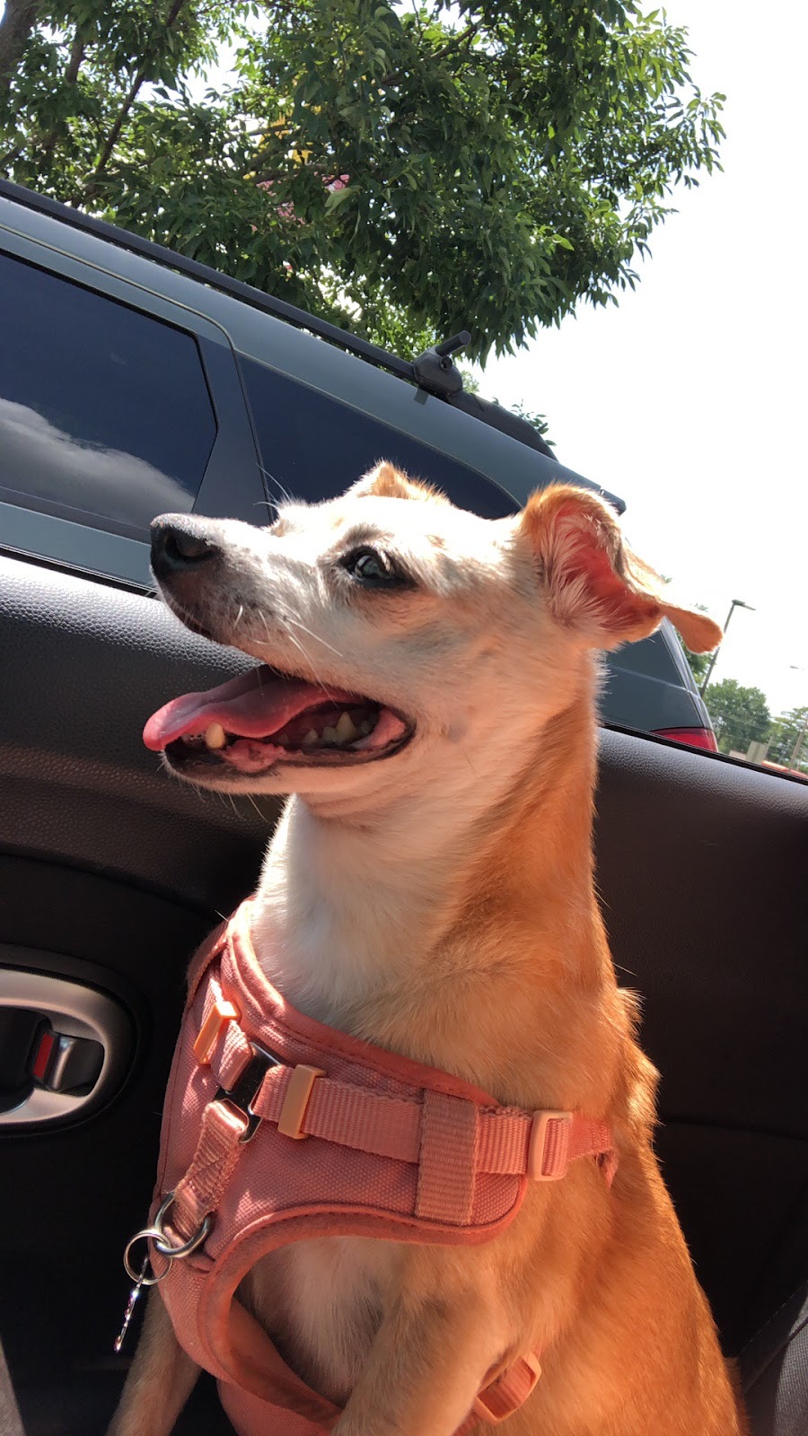 Horseshoe Lake Animal Hospital | 5230 Horseshoe Lake Rd, Collinsville, IL 62234, USA | Phone: (618) 344-7949