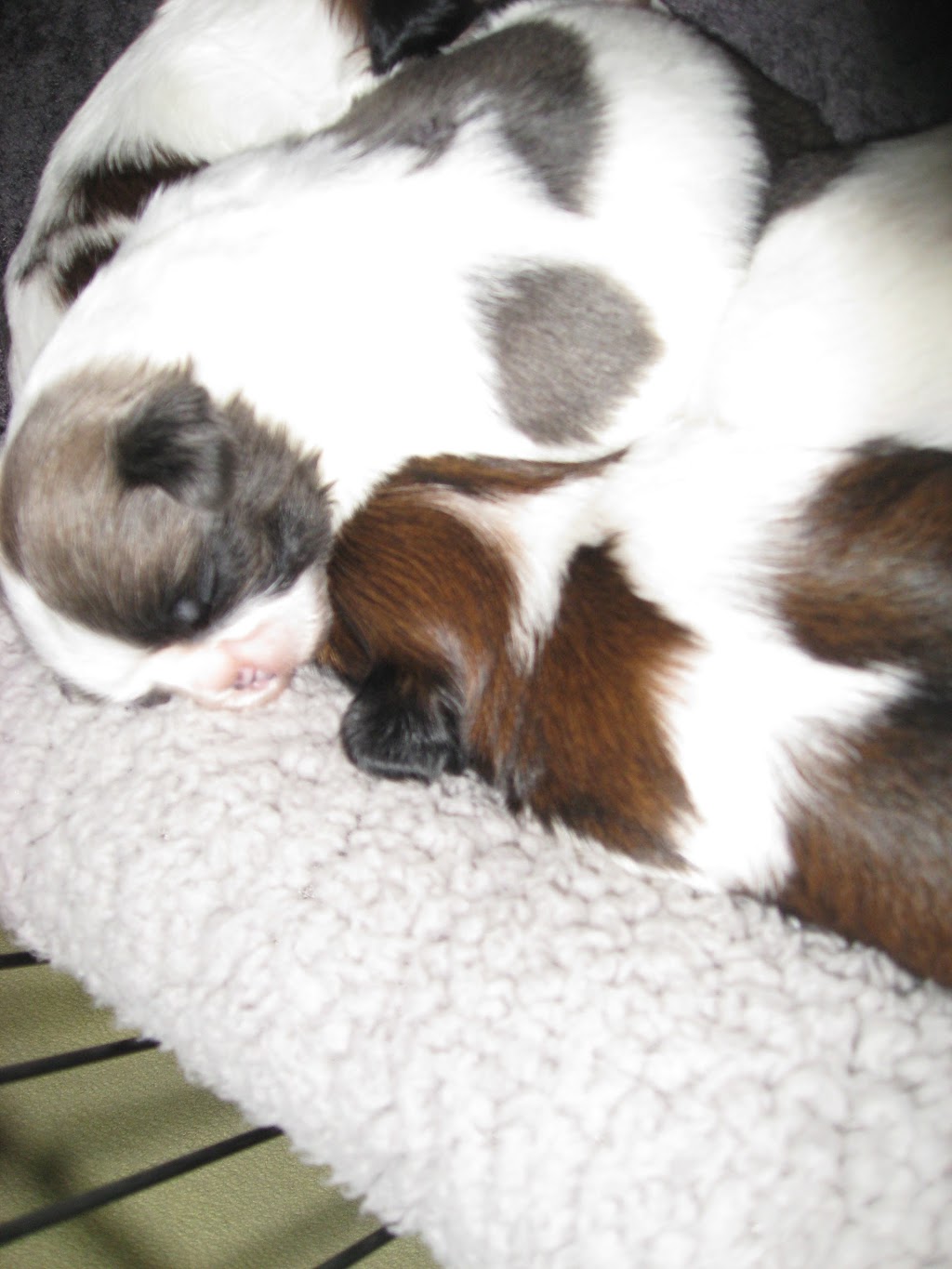 shih tzu puppies north carolina | 4201 Lake Cliff Dr, Clemmons, NC 27012, USA | Phone: (336) 778-1926