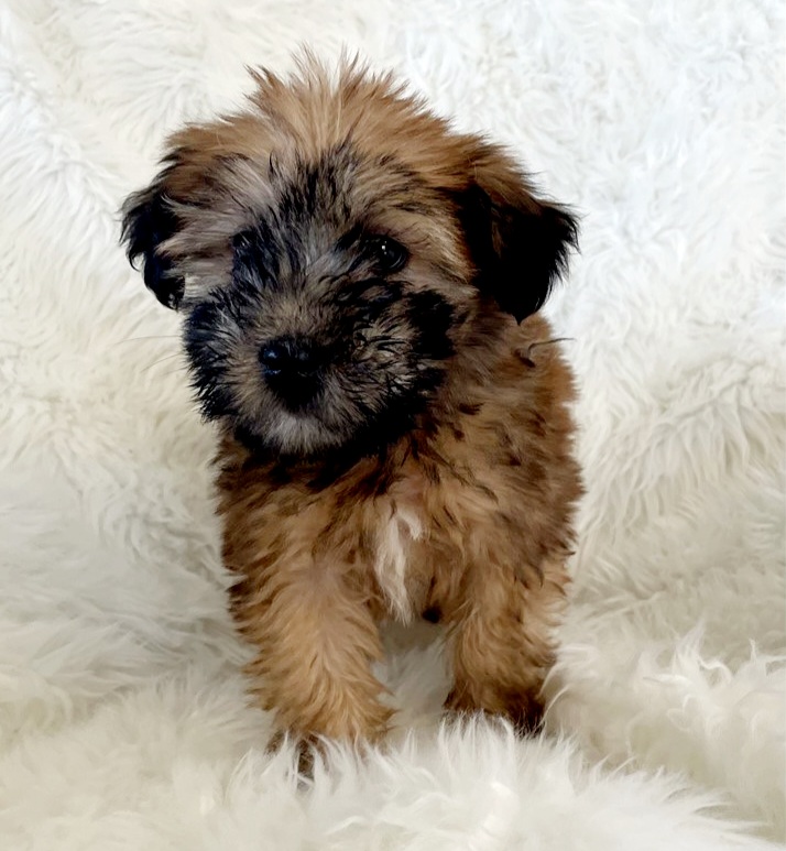 Puppies For Sale NJ | 1 International Blvd Suite 400, Mahwah, NJ 07430, USA | Phone: (201) 630-0103