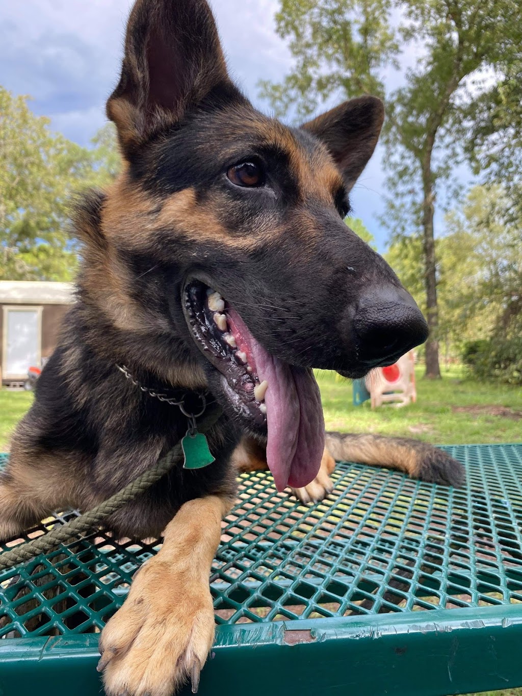 Homemade Hounds Bed & Biscuit | 34 Zibra St, Middleburg, FL 32068, USA | Phone: (904) 203-7314