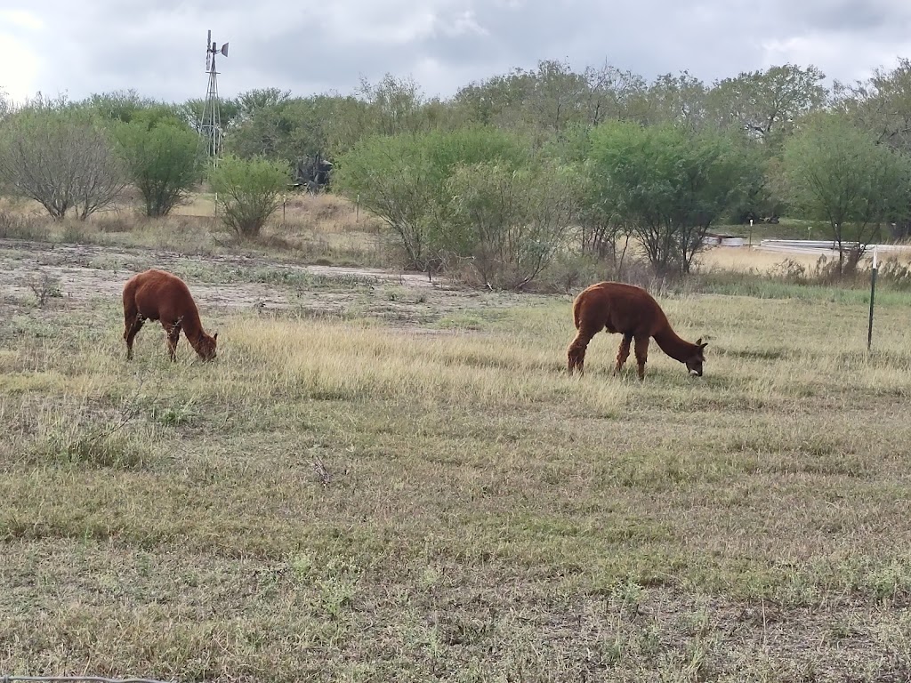 Gulf Breeze Alpaca & Sheep Ranch & Lodging | 200 County Road 6B (aka Lakeview Dr, Co Rd 6B, Lake City, TX 78368, USA | Phone: (361) 537-0503