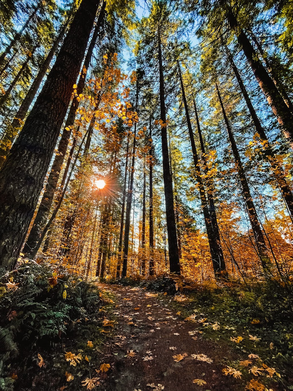 L.L. Stub Stewart State Park | L.L. Stub Stewart State Park, Buxton, OR 97109, USA | Phone: (800) 551-6949