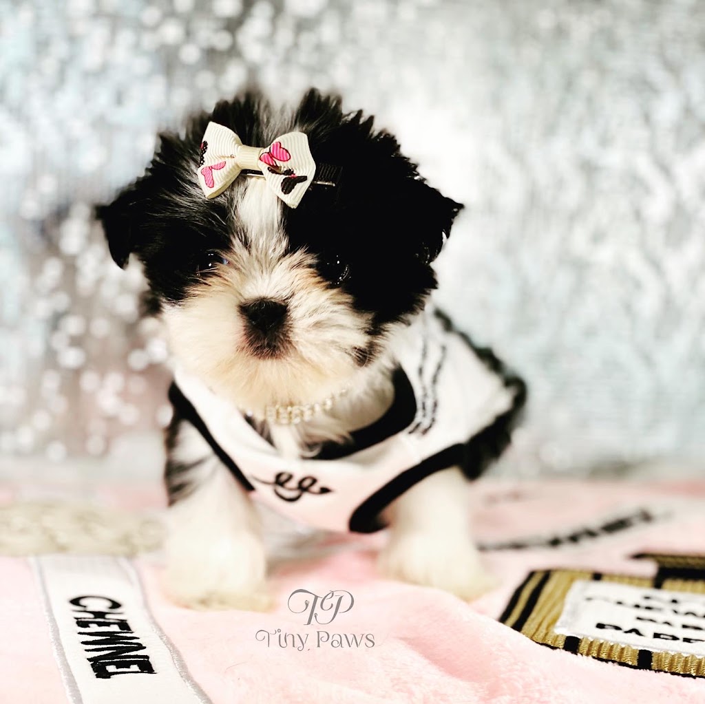 Tiny Paws Teacup & Toy Puppy Boutique | 18545 W Dixie Hwy, Aventura, FL 33180, USA | Phone: (305) 934-7889