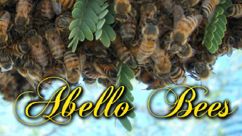 Bee Removal Wittmann Abello Bees | 30221 N 216th Dr, Wittmann, AZ 85361, USA | Phone: (623) 223-9631