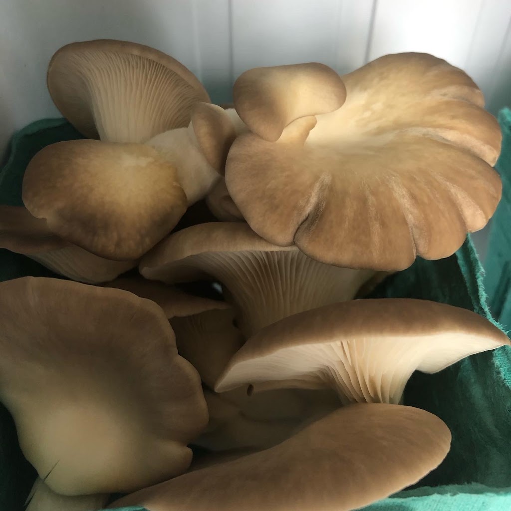 Radiant Mushrooms | 49 Beaver Ave, Annandale, NJ 08801, USA | Phone: (724) 980-4465