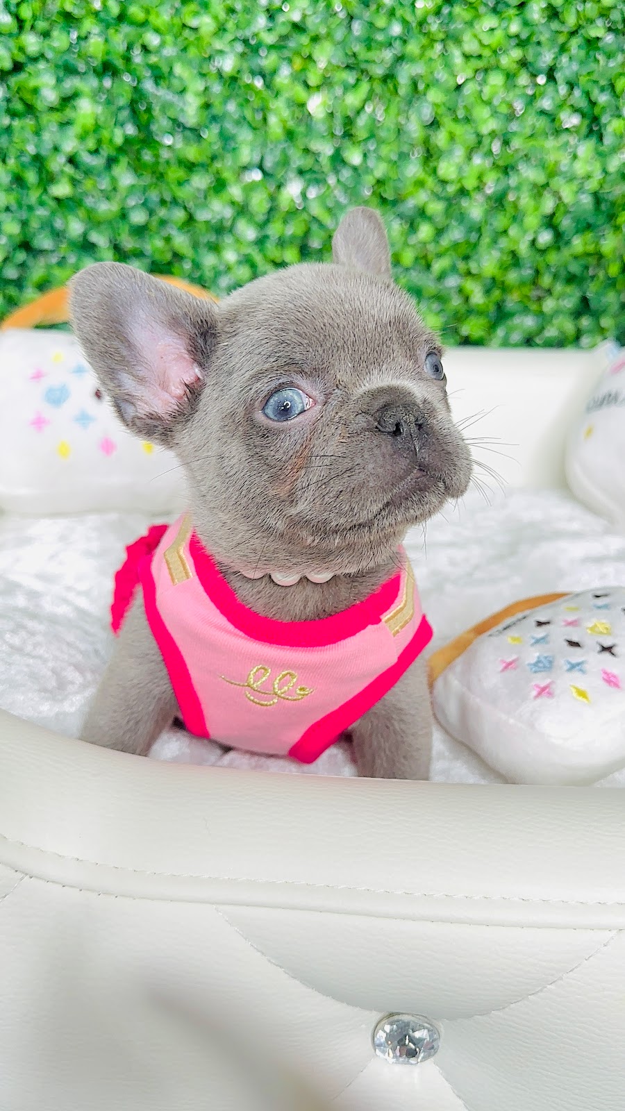 Tiny Paws Teacup & Toy Puppy Boutique | 18545 W Dixie Hwy, Aventura, FL 33180, USA | Phone: (305) 934-7889