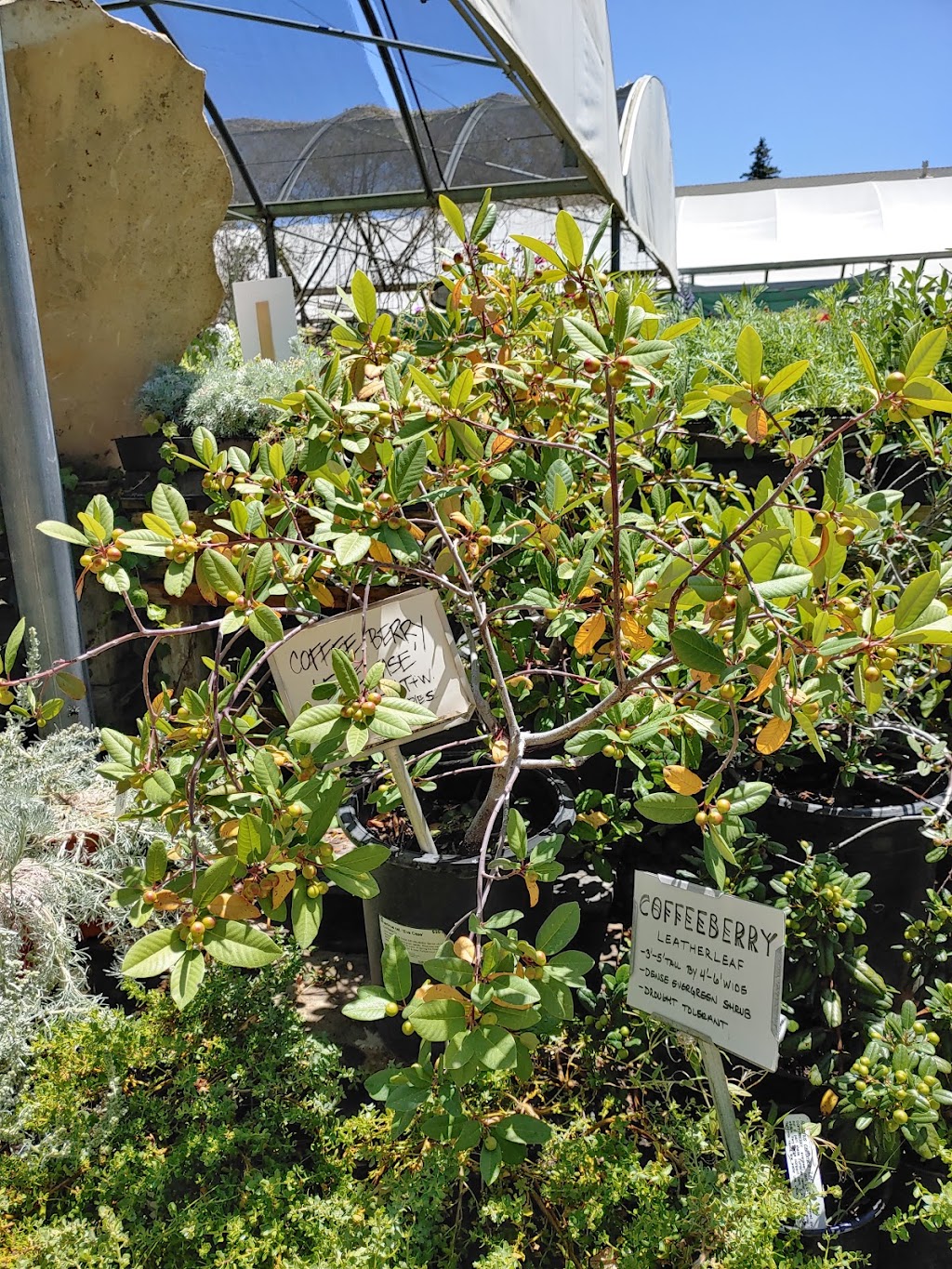 Fair Oaks Boulevard Nursery | 4681 Fair Oaks Blvd, Sacramento, CA 95864, USA | Phone: (916) 483-1830