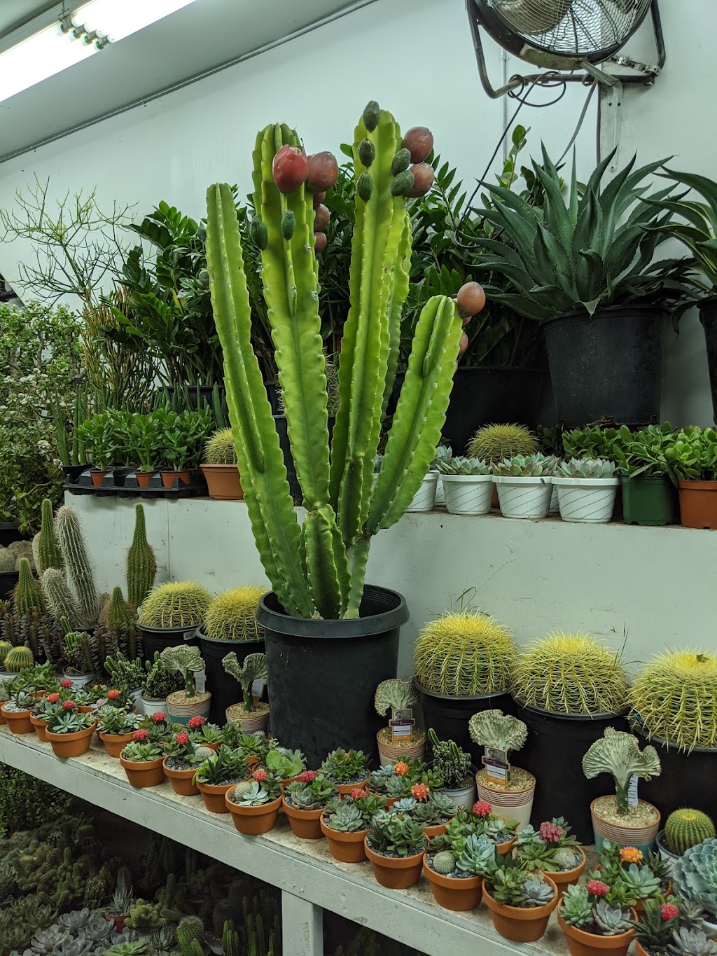 Tropical Plants And Orchids Inc | 106 W 28th St, New York, NY 10001, USA | Phone: (212) 255-7883