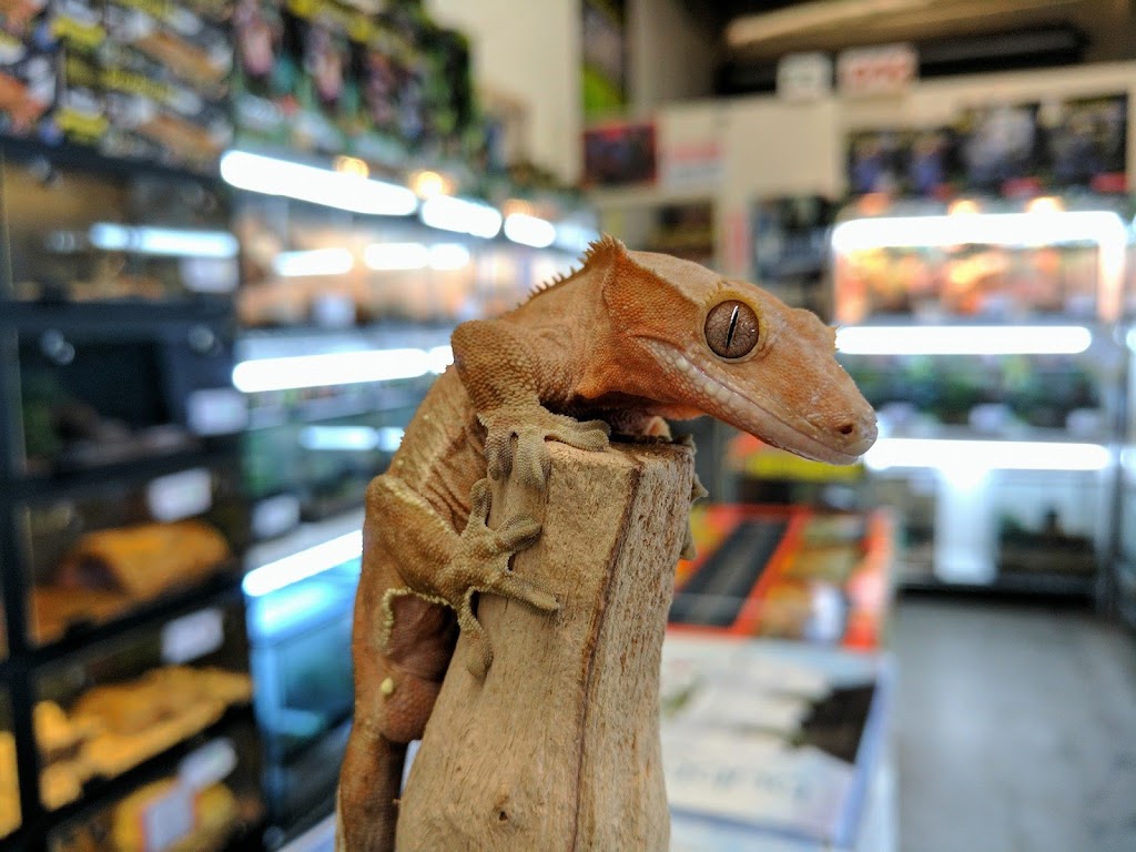 The Painted Reptile | 18730 W Oxnard St #215, Tarzana, CA 91356, USA | Phone: (818) 654-9441