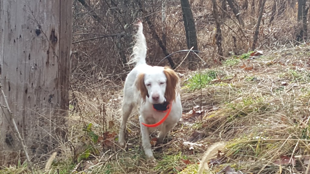 Gobblers Knob Hunting Preserve | 414 Zeigler Rd, Rochester, PA 15074, USA | Phone: (724) 601-6441