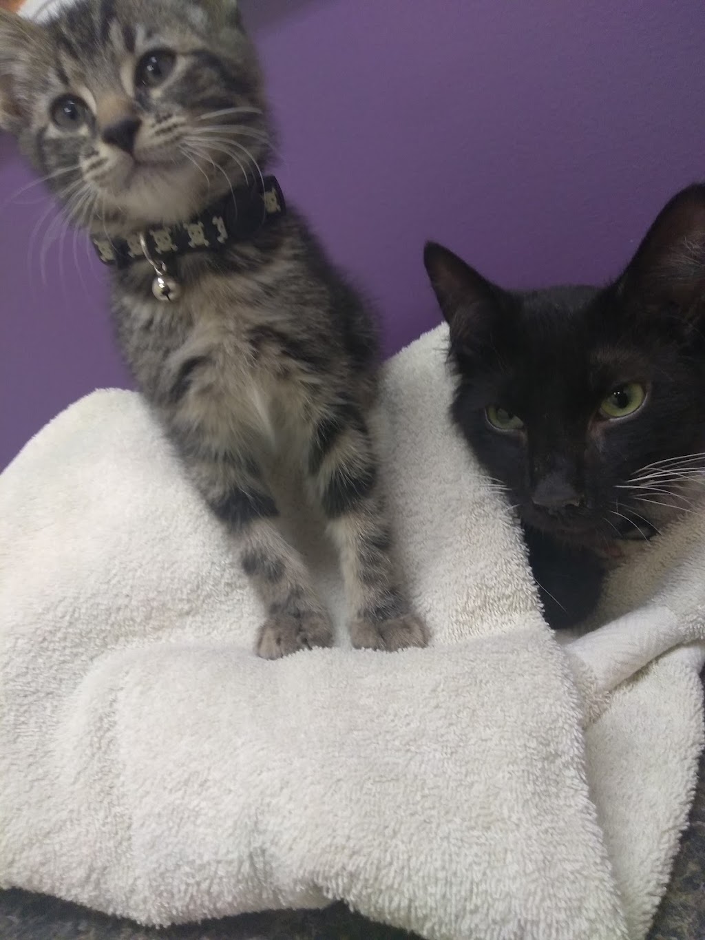 Geneva Veterinary Clinic | 254 S Broadway, Geneva, OH 44041, USA | Phone: (440) 361-4363