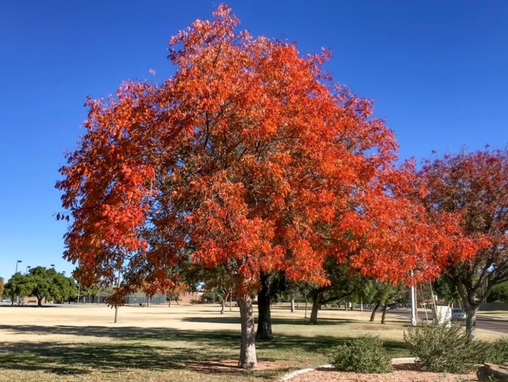 Moon Valley Nurseries | 36705 Briggs Rd, Murrieta, CA 92563, USA | Phone: (951) 616-1118