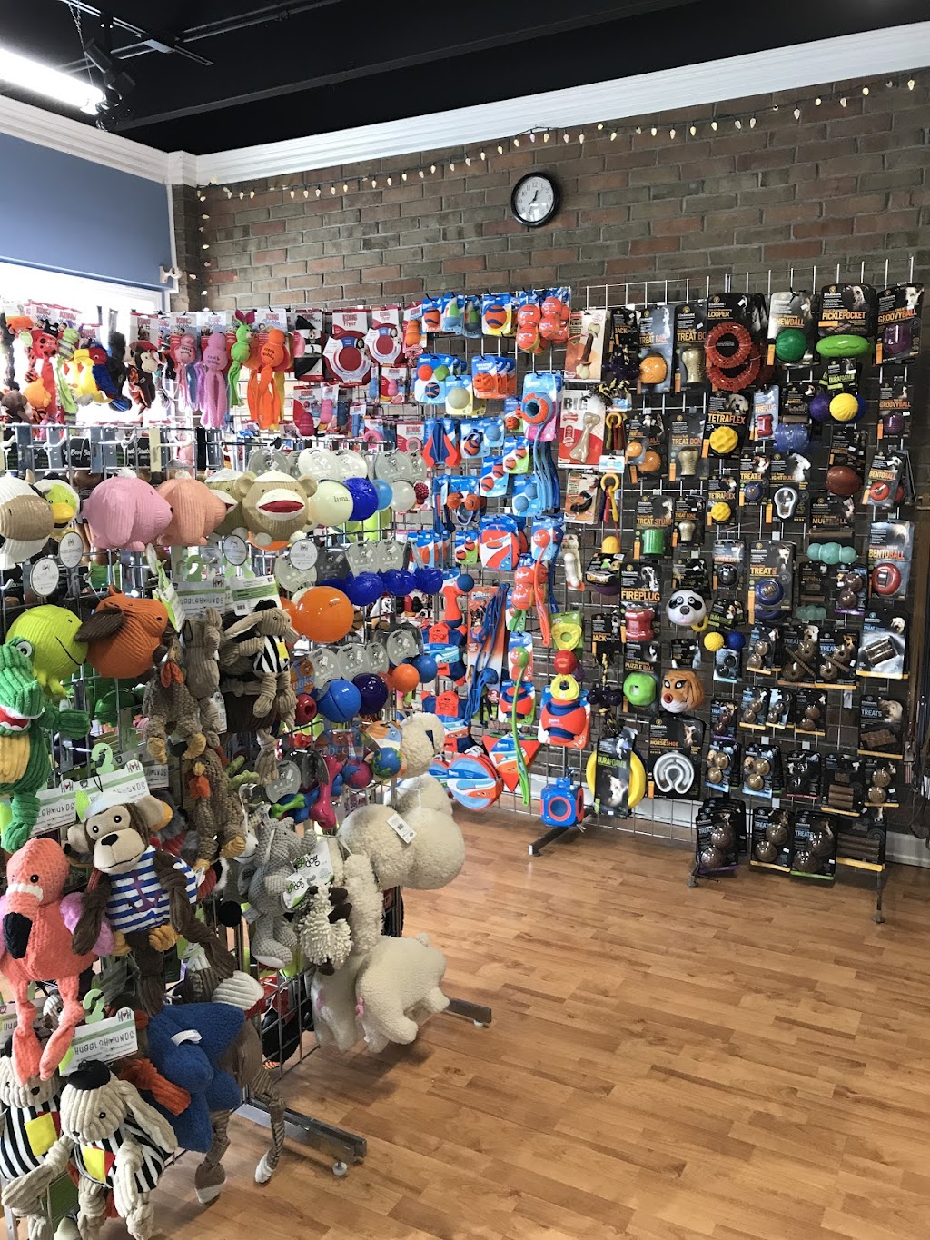 The Pet Loft | 1947 N Cleveland Massillon Rd, Akron, OH 44333, USA | Phone: (330) 668-1919