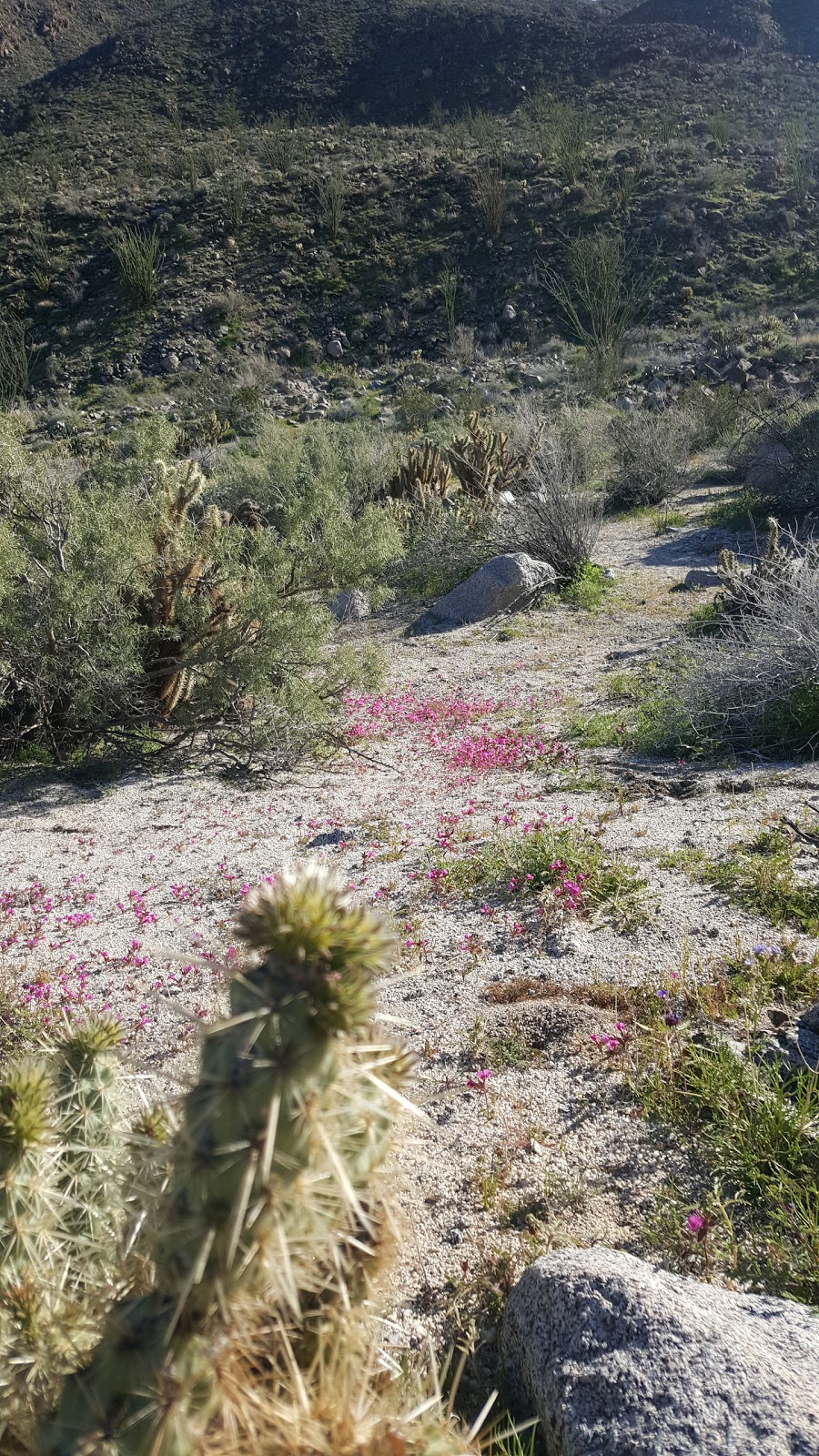 Hellhole Palms | Anza-Borrego Desert State Park, Palm Canyon Dr, Ranchita, CA 92066, USA | Phone: (760) 767-3385