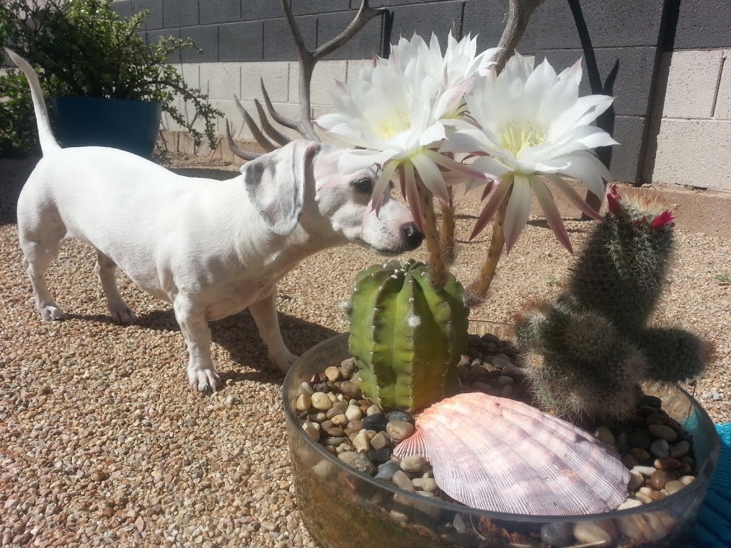 Phoenix Veterinary Referral & Emergency Center | 4015 E Cactus Rd, Phoenix, AZ 85032, USA | Phone: (602) 765-3700