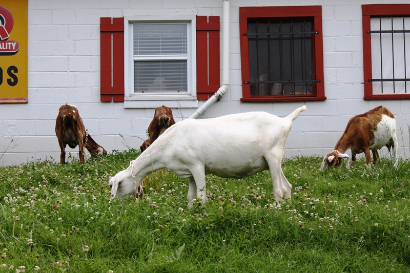 Buffalo Creek Farm and Creamery, LLC | 3255 Buffalo Creek Farm Rd, Germanton, NC 27019, USA | Phone: (336) 969-5698