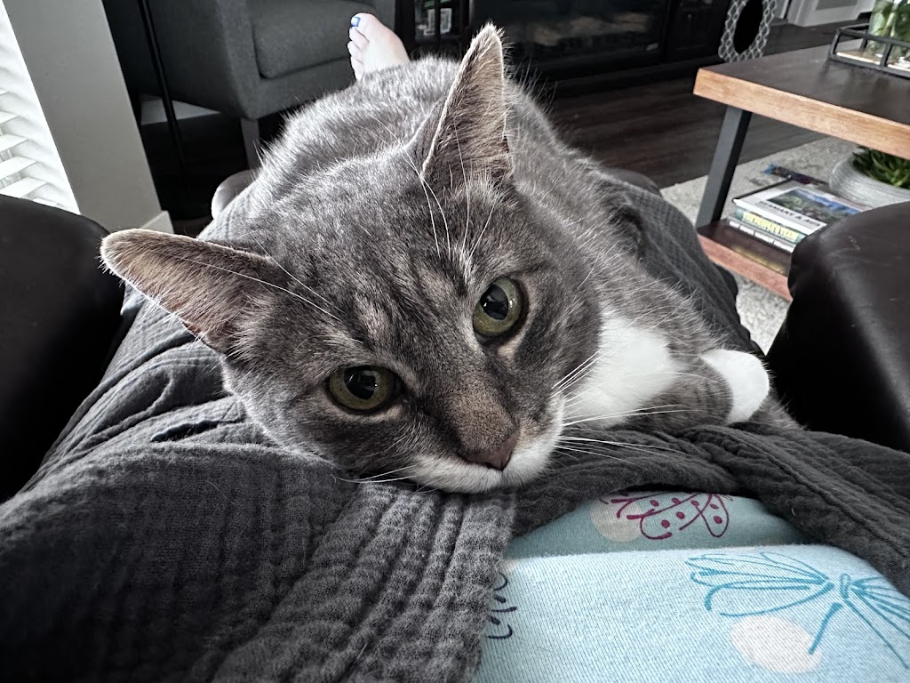 Gentle Doctor Veterinary Clinic | 4134 W County Rd 42 W, Savage, MN 55378, USA | Phone: (952) 895-8486