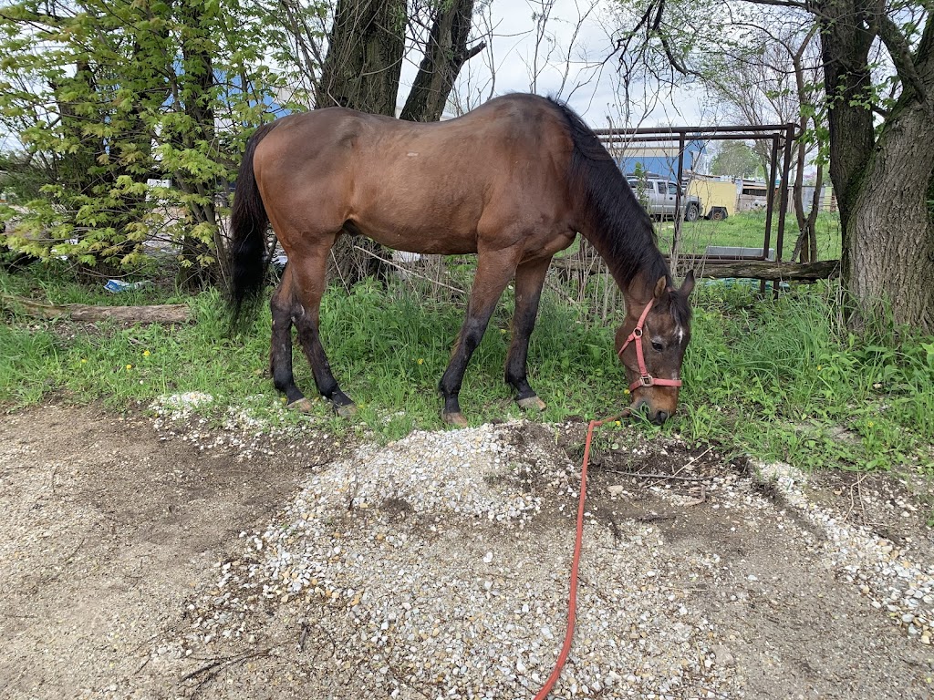 CR Ranch Lessons & Boarding | 16145 Bruce Road, Lockport, IL 60441, USA | Phone: (815) 258-7701