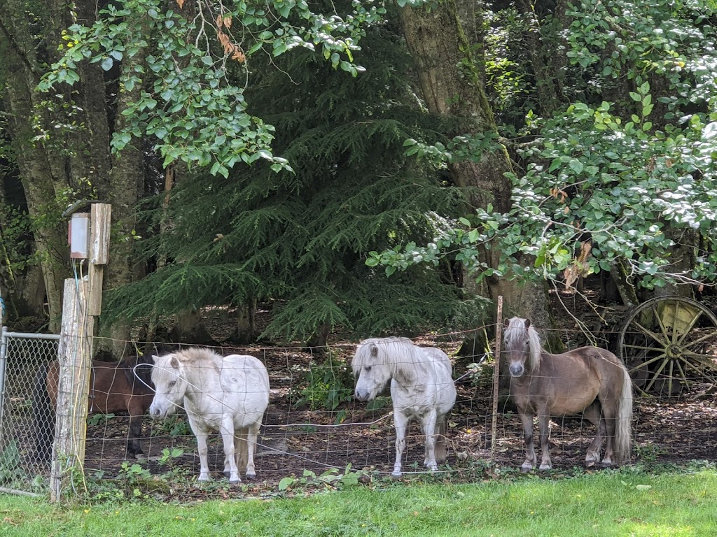 Someday Farm Vegan Bed and Breakfast | 2251 E Goodell Rd, Freeland, WA 98249, USA | Phone: (360) 331-2864