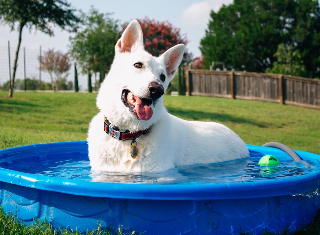 DogBoys Dog Ranch | 2615 Crystal Bend Dr, Pflugerville, TX 78660, USA | Phone: (512) 251-7600